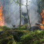 Forest fire climate change environment